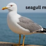 Seagol Mbua
