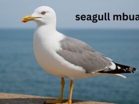 Seagol Mbua